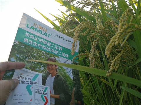 葉面肥，磷酸二氫鉀