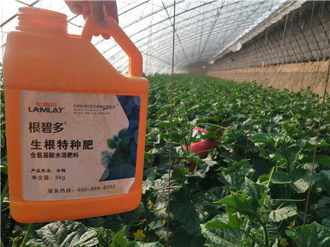 根碧多，菌劑，安碧解