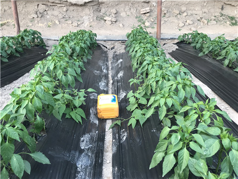 生根劑，根碧多