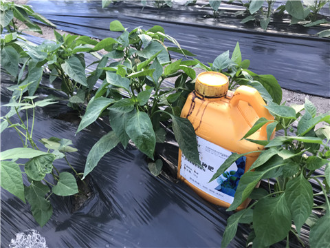 生根劑，根碧多