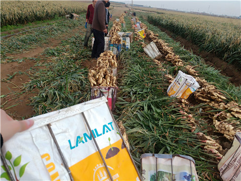 水溶肥，拉姆拉，翠姆