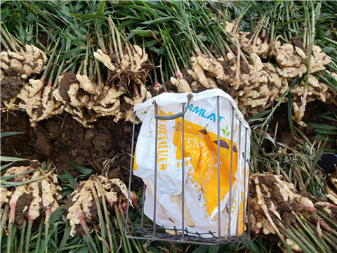 水溶肥，拉姆拉，翠姆