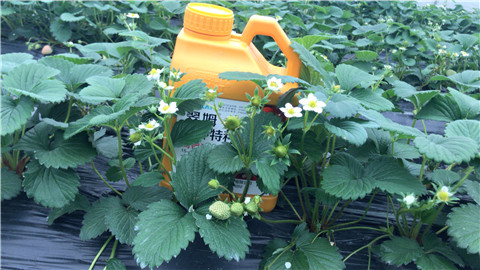 水溶肥，翠姆