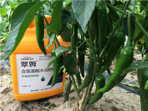 根碧多，微生物菌，葉面肥