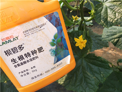 拉姆拉，根碧多，微生物菌劑