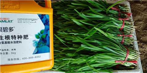 根碧多，拉姆拉