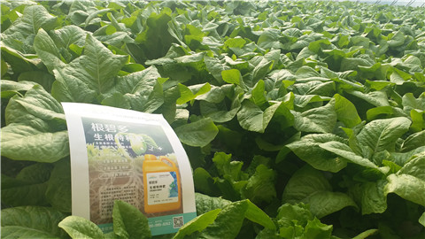 生根劑，翠姆