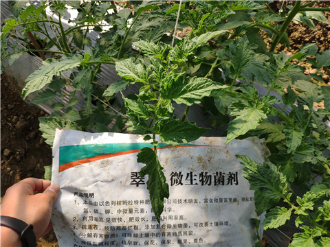 微生物菌劑 ，拉姆拉翠姆