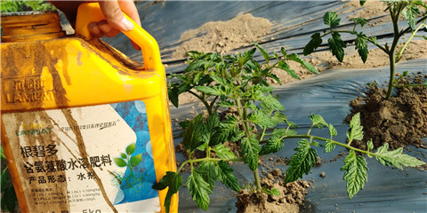 生根劑，拉姆拉