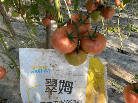 水溶肥，拉姆拉 