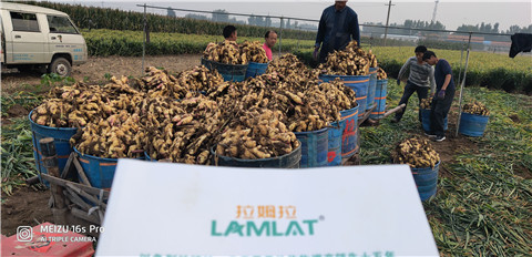 微生物菌劑，拉姆拉