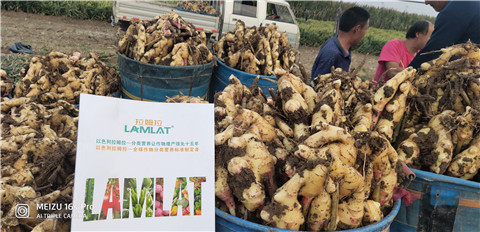 微生物菌劑，拉姆拉