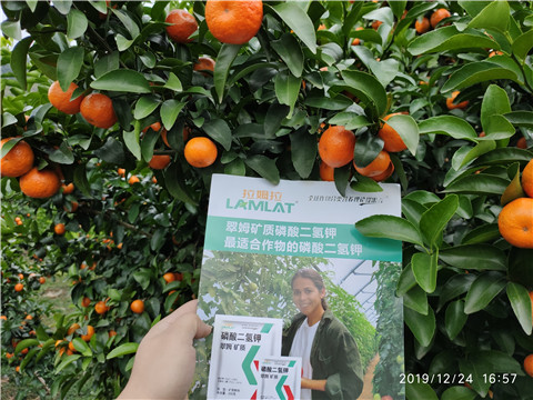 磷酸二氫鉀，葉面肥