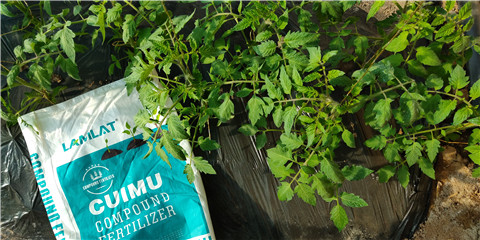 磷酸二氫鉀，鈣肥，水溶肥