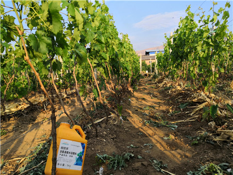 生根劑，微生物菌劑