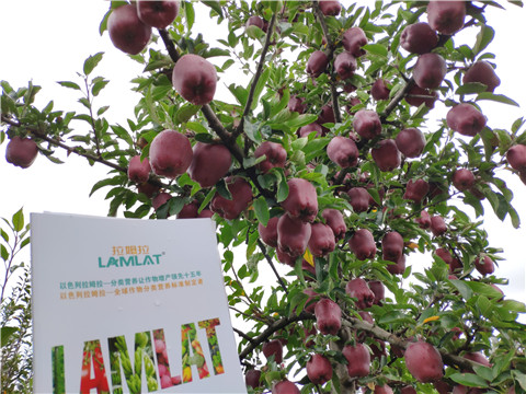 水溶肥 拉姆拉，翠姆