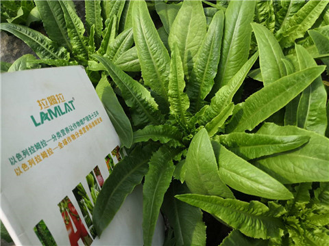 水溶肥，生根劑