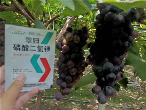 磷酸二氫鉀，葉面肥