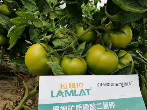 磷酸二氫鉀，鈣肥，水溶肥