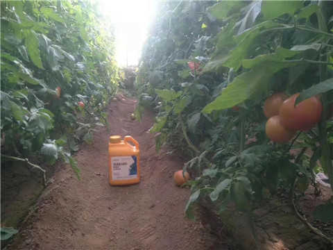 根碧多，微生物菌劑