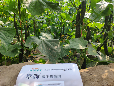 微生物菌劑，根碧多，水溶肥