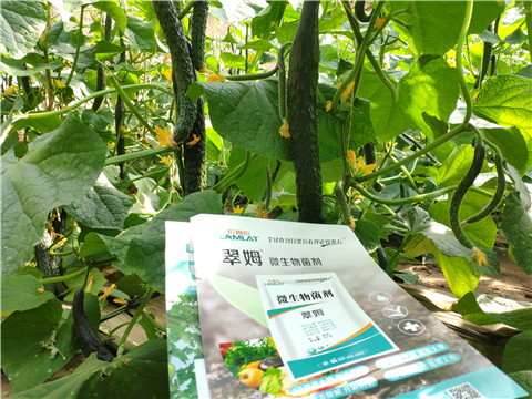 微生物菌劑，根碧多，水溶肥