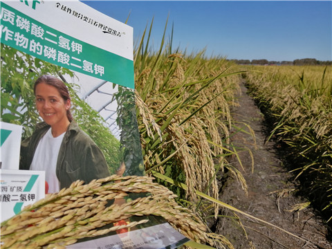 葉面肥，磷酸二氫鉀，安碧解