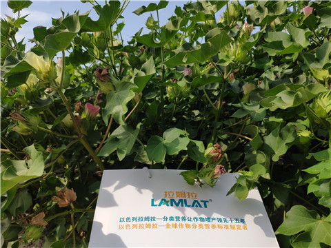 魚(yú)蛋白水溶肥，拉姆拉，翠姆