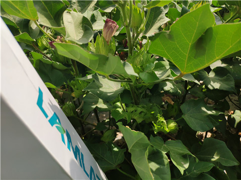 魚(yú)蛋白水溶肥，拉姆拉，翠姆