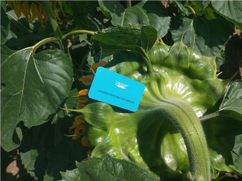 水溶肥 ，葉面肥，伯示麥