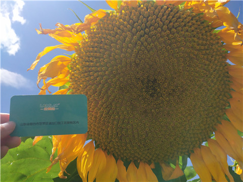 水溶肥 ，葉面肥，伯示麥