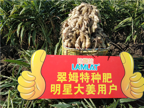 微生物菌劑，拉姆拉