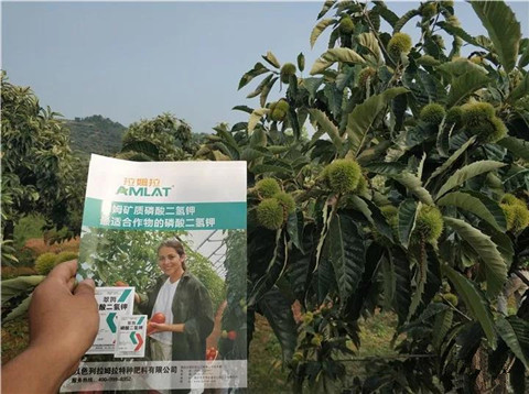 葉面肥，硼肥，磷酸二氫鉀