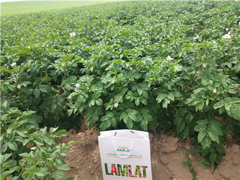 沖施肥，水溶肥，伯示麥