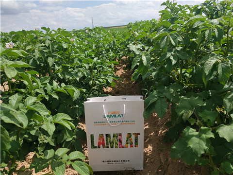 沖施肥，水溶肥，伯示麥