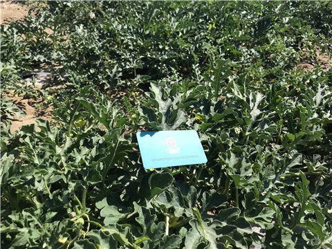 微生物菌劑，磷酸二氫鉀