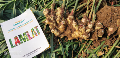 水溶肥，大姜，拉姆拉