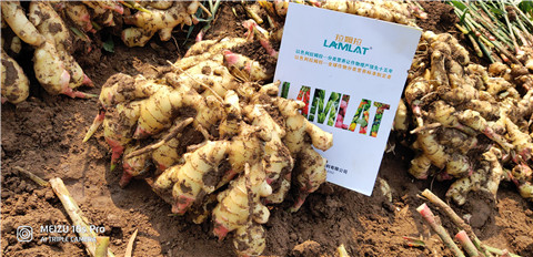 水溶肥，大姜，拉姆拉