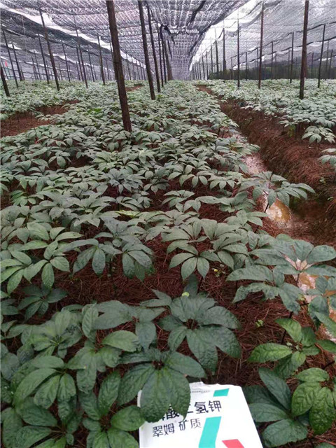 磷酸二氫鉀，安碧解，