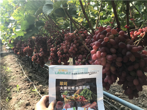 水溶肥，拉姆拉