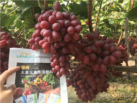 水溶肥，拉姆拉