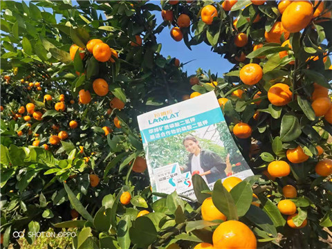 磷酸二氫鉀，硼肥，拉姆拉