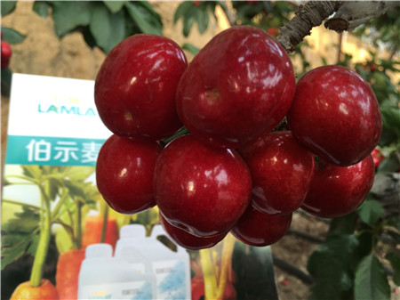 生根劑，微生物菌劑，拉姆拉，伯示麥