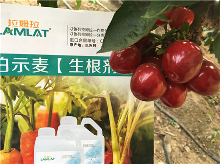 生根劑，微生物菌劑，拉姆拉，伯示麥