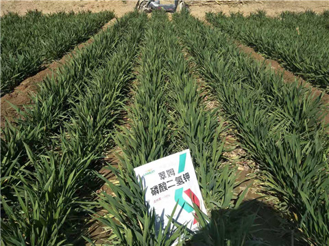 磷酸二氫鉀，葉面肥，拉姆拉