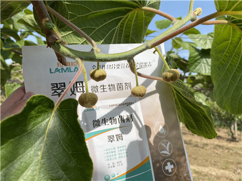 微生物菌劑，拉姆拉