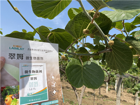 微生物菌劑，拉姆拉