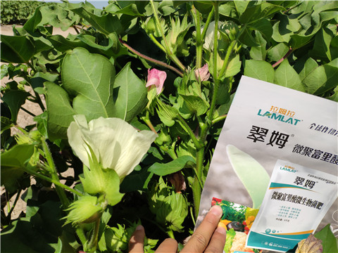 微生物菌劑，拉姆拉