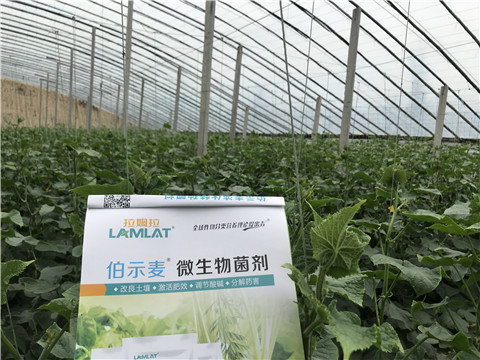微生物菌劑，生根劑，拉姆拉