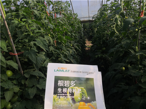 根碧多，拉姆拉